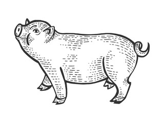 Piggy animal sketch engraving vector illustration. Scratch board style imitation. Black and white hand drawn image.