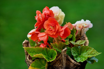Begonia