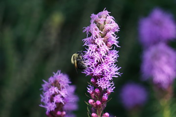 Bee lands on a French lavender plant