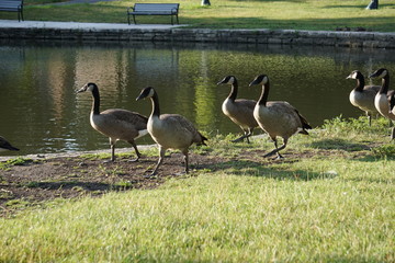 Canada geese walk in the grass along side a pond
