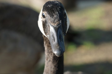 Eye to eye with a Canada goose
