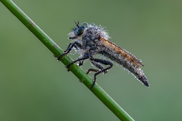 natural water droplets on housefly