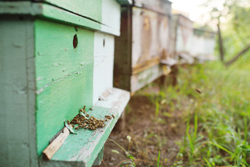 family bees closeup on wooden background hive