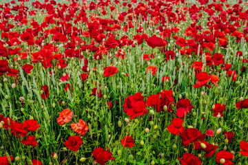 field of red poppies