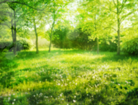 soft focus blurred abstract background tree and grass in summer park
