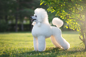 Portrait of White Big Royal Poodle Dog - obrazy, fototapety, plakaty