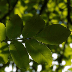 Shadows and lights on the leaves of a tree with an atmospheric light play. The leaves are from a walnut tree and are surrounded by a green environment.