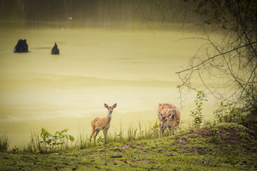 Indian Deer Grazing in all its beauty at Nagarhole national park. Wildlife photography. Wilderness of Karnataka, India. 