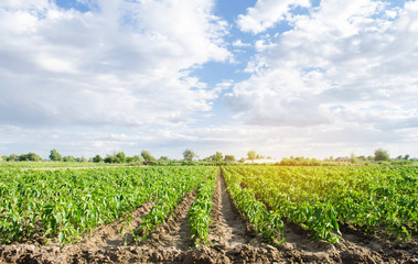 Pepper plantations grow in a field on a sunny day. Growing organic vegetables. Eco-friendly...