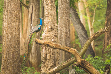 India's national bird Peacock in all its beauty at Nagarahole national park/forest. Wildlife photography. Monsoon greens. Amazing Bird. Colorful. Wilderness of Karnataka, India. Coorg/Madikeri