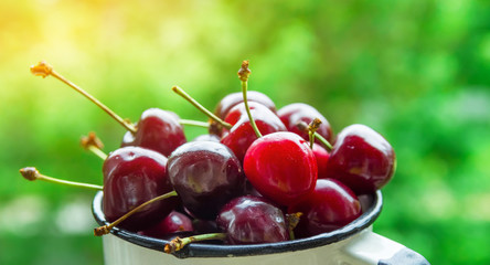 Ripe organic freshly picked sweet cherries in white enamel mug on garden greenery background. Summer fruits berries harvest vitamins concept