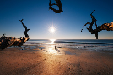 Lonely tree at sunrise. Botany Bay beach, Edisto Island, South Carolina, USA