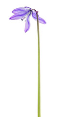 lilac scilla single flower on white