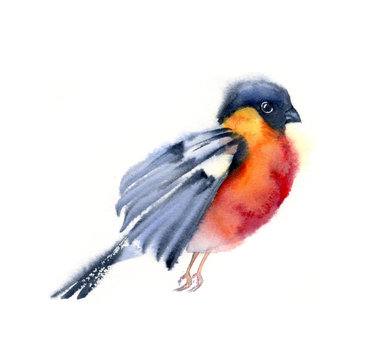 Watercolor Flying Bullfinch Bright Red And Black Bird In Motion Winter Colorful Hand Painted Children Illustration Small Creature Isolated On White Background Design Element Card Animation