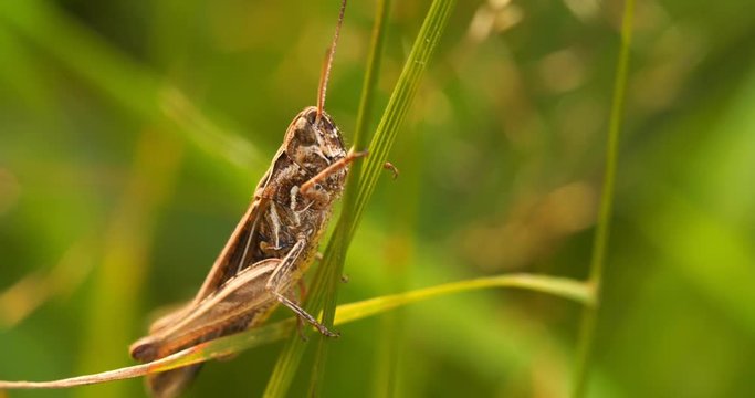 Grasshopper sitting on the grass, an interesting perspective macro