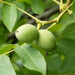Ripening green walnuts on a walnut tree surrounded by the green leaves and the branches of the tree. 