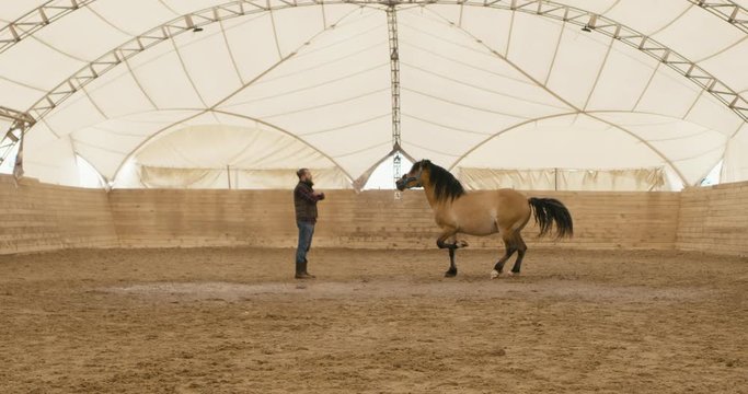 Farmer horse owner standing in front of rearing horse. Shot on RED Helium. 4K UHD RAW graded footage 