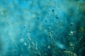 Soft turquoise background with grassy plants, sprays and flares