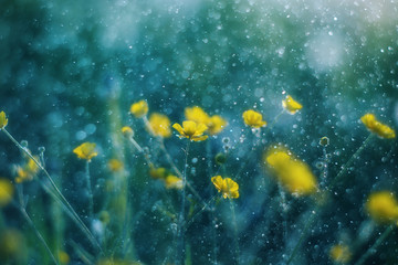 Fototapeta na wymiar Turquoise flower background with yellow buttercups in splashes and light flares