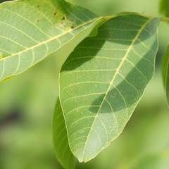 Detail on the green leaf of a walnut tree. On the leaf there are shadows of the other green leaves of the tree. In the blurred green background there is copy space.
