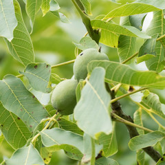 Two walnuts in a green husk surround by the leaves of the tree. The walnut is the english walnut, als known as Persian walnut or Carpathian walnut. The scientific name of this walnut is Juglans regia.