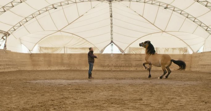 Farmer horse owner standing in front of rearing horse. Shot on RED Helium. 4K UHD RAW graded footage 