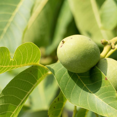 English walnut in growth on the tree with three leaves in the front. In the background there are blurred leaves of the walnut tree and parts of a second walnut in a green husk.