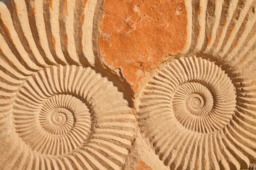 Fototapeta na wymiar Fosil Ammonites, Desierto del Sahara, Merzouga, Marruecos, Africa