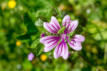 Two grasshoppers (Tettigonia cantans) sitting on a mallow flower close-up