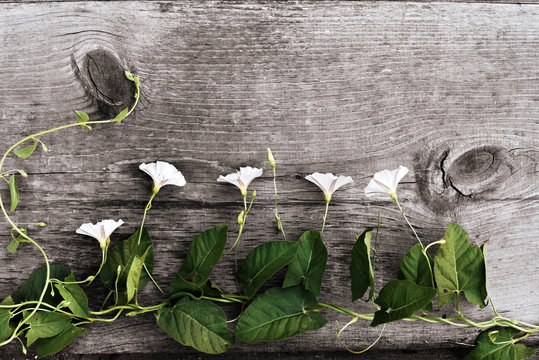 Bindweed - Convolvulus arvensis is located on the background of old wood. View from above. Background layout with free text space.