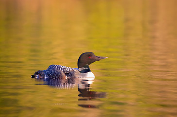 Common Loon (Gavia immer) swimming at sunrise in Ontario, Canada