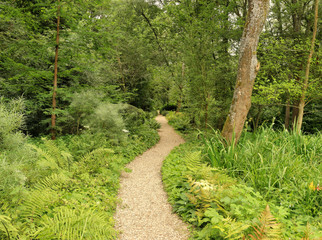 Meandering Gravel path through a wooded garden path