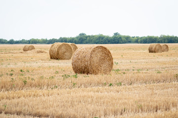 Straw rolls on a field of mown wheat