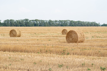 Straw rolls in a field after wheat harvest