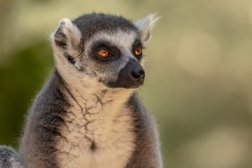 Obraz premium Lemur from the island of Madagascar