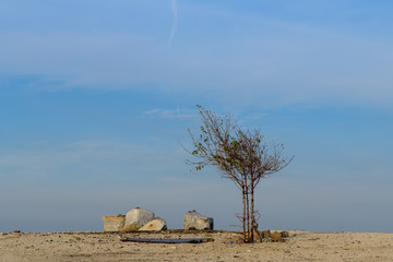 A green bush in a desert land of Bahrain - Go Green concept in summer season