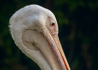 Closeup portrait of a white pelican