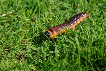 tree stump caterpillar odorous willow cossus