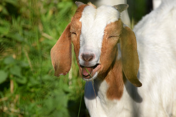 young baby goat calling for his mother 