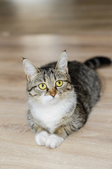 Gray yellow-eyed cat with tufts on the ears, lying on the floor. Selective focus