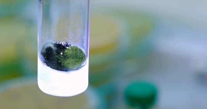Green mold in vitro. In vitro, antibiotic emitting mold has grown. In vitro the nutrient medium on which the microorganisms have grown glows.