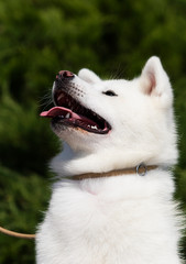 Fototapeta premium white dog breed japanese akita inu outdoors