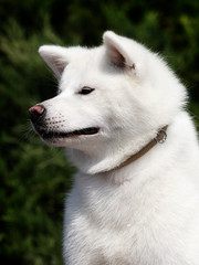 Obraz premium white dog breed japanese akita inu outdoors