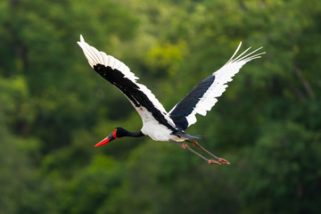 A flying saddle billed stork in Uganda