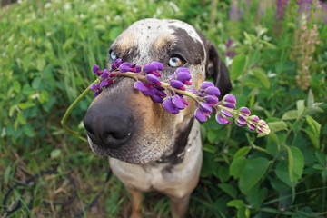 The portrait of a gray leopard (slate merle) Louisiana Catahoula Leopard dog posing outdoors holding a violet lupine flower branch on its nose in summer. Wide angle view