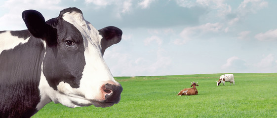 Cows grazing on the field.