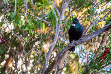 New Zealand Tui