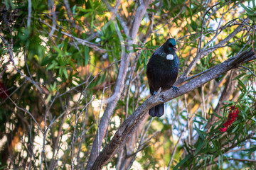 New Zealand Tui perching in tree