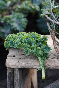 Freshly cut leaf of Kale on a wooden table.