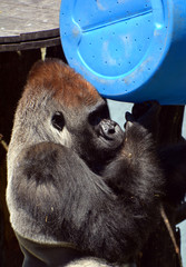 Silver back gorillas are ground-dwelling, predominantly herbivorous apes that inhabit the forests...